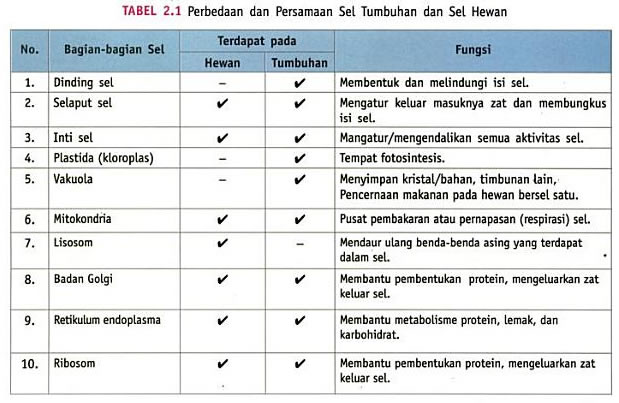 36+ Tabel Persamaan Dan Perbedaan Sistem Pencernaan Sapi Dan Manusia Pictures